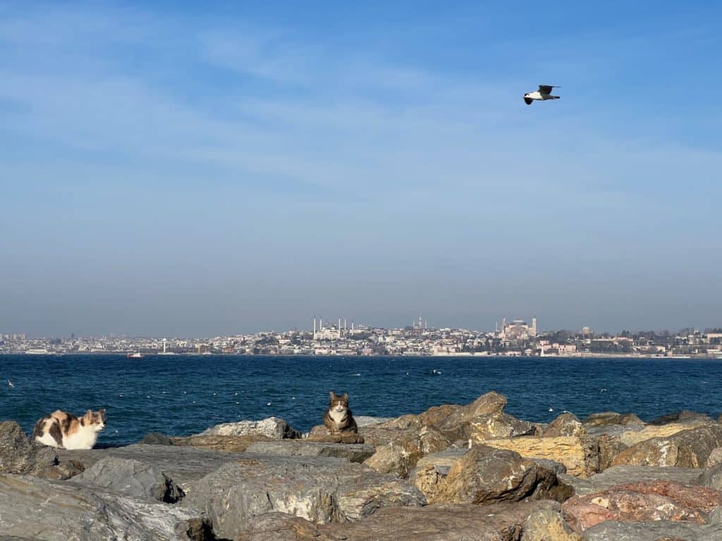 Hagia Sophia and Blue Mosque from Kadikoy with Cats